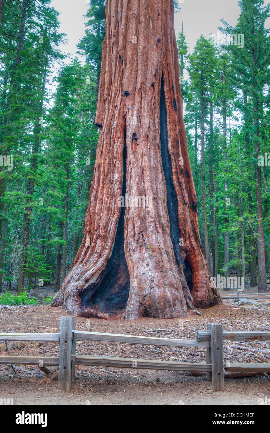 General Sherman,the worlds largest tree,Sequoia National Park, USA Stock Photo