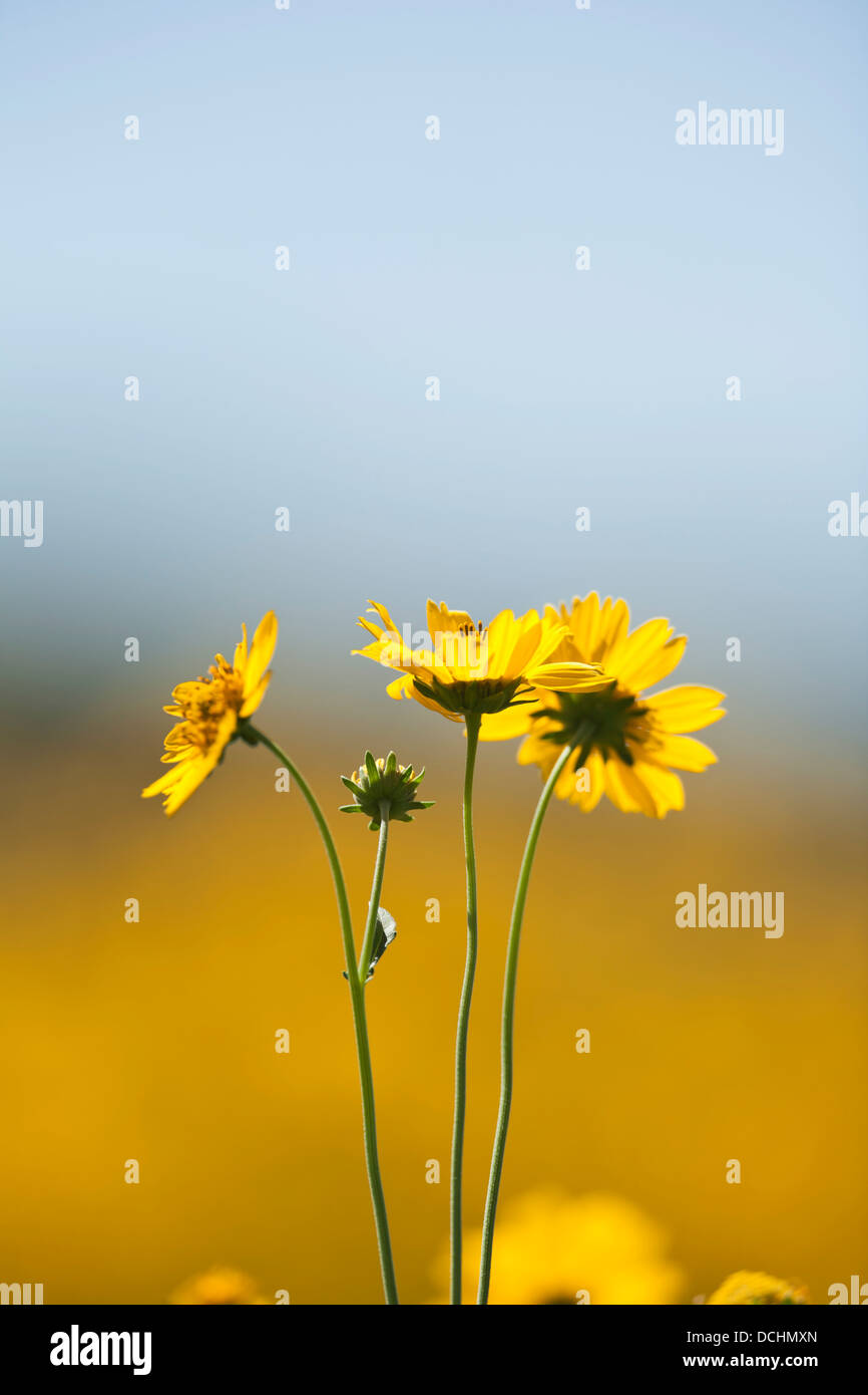 Yellow Flowers Against Soft Background Of Blue Sky And Yellow Flower Field; New Mexico, United States Of America Stock Photo