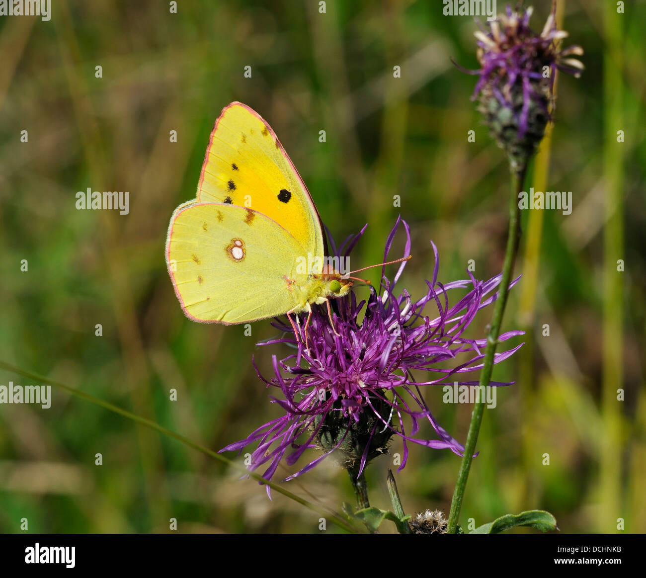 Clouded Yellow Butterfly - Colias croceus Female Underside on Greater Knapweed - Centaurea scabiosa Stock Photo