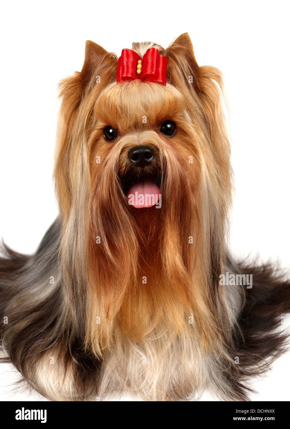 Terrier Hypoallergenic Dog Dogs That Dont Shed A Lot Of Hair White