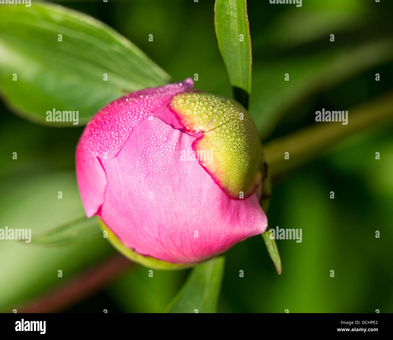 Pink peony on the garden Stock Photo - Alamy