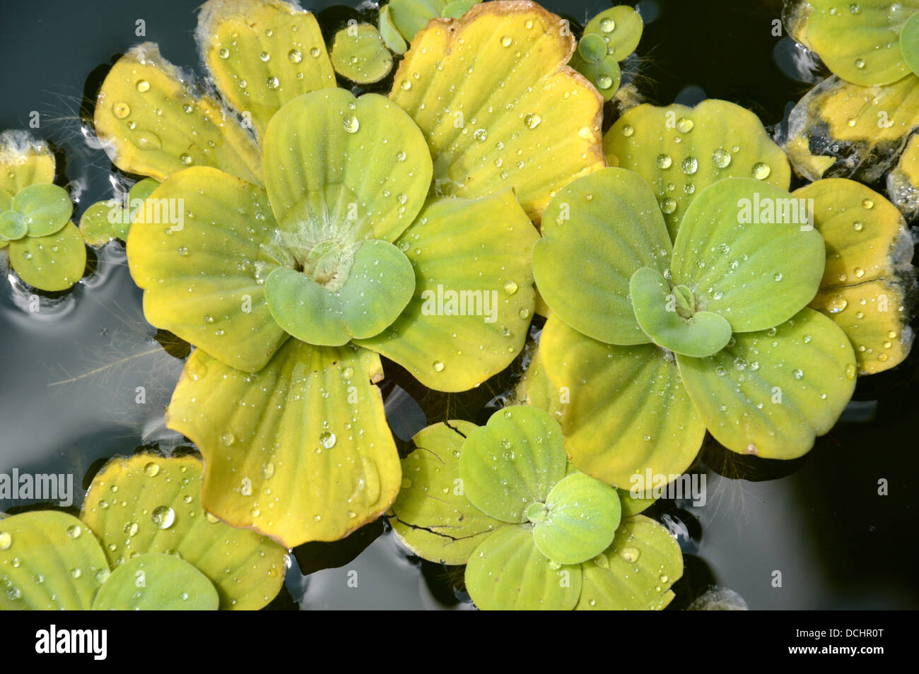 Floating plants in a pond Stock Photo Alamy