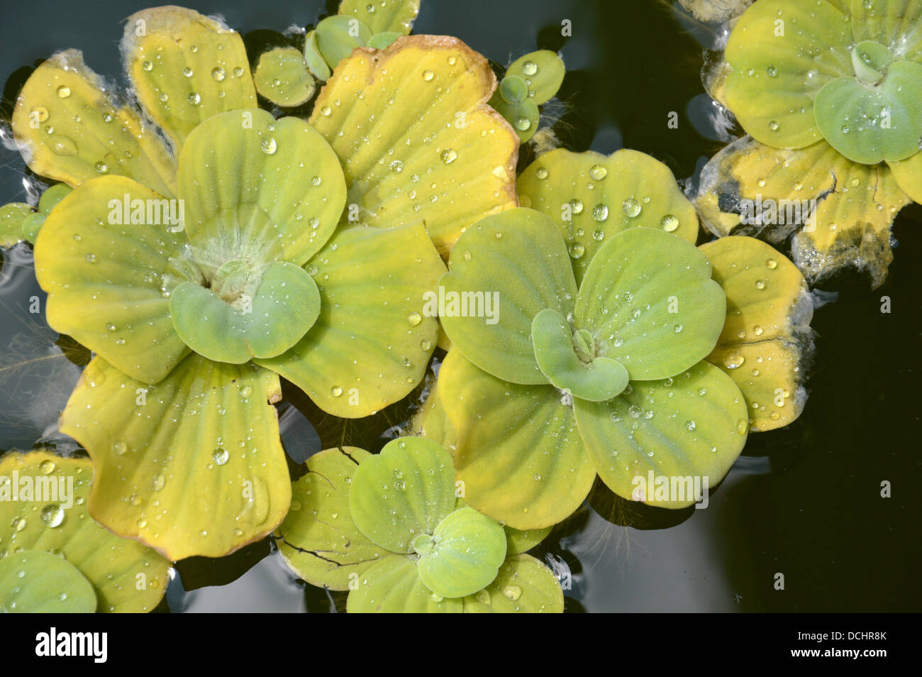 Floating plants in a pond Stock Photo Alamy