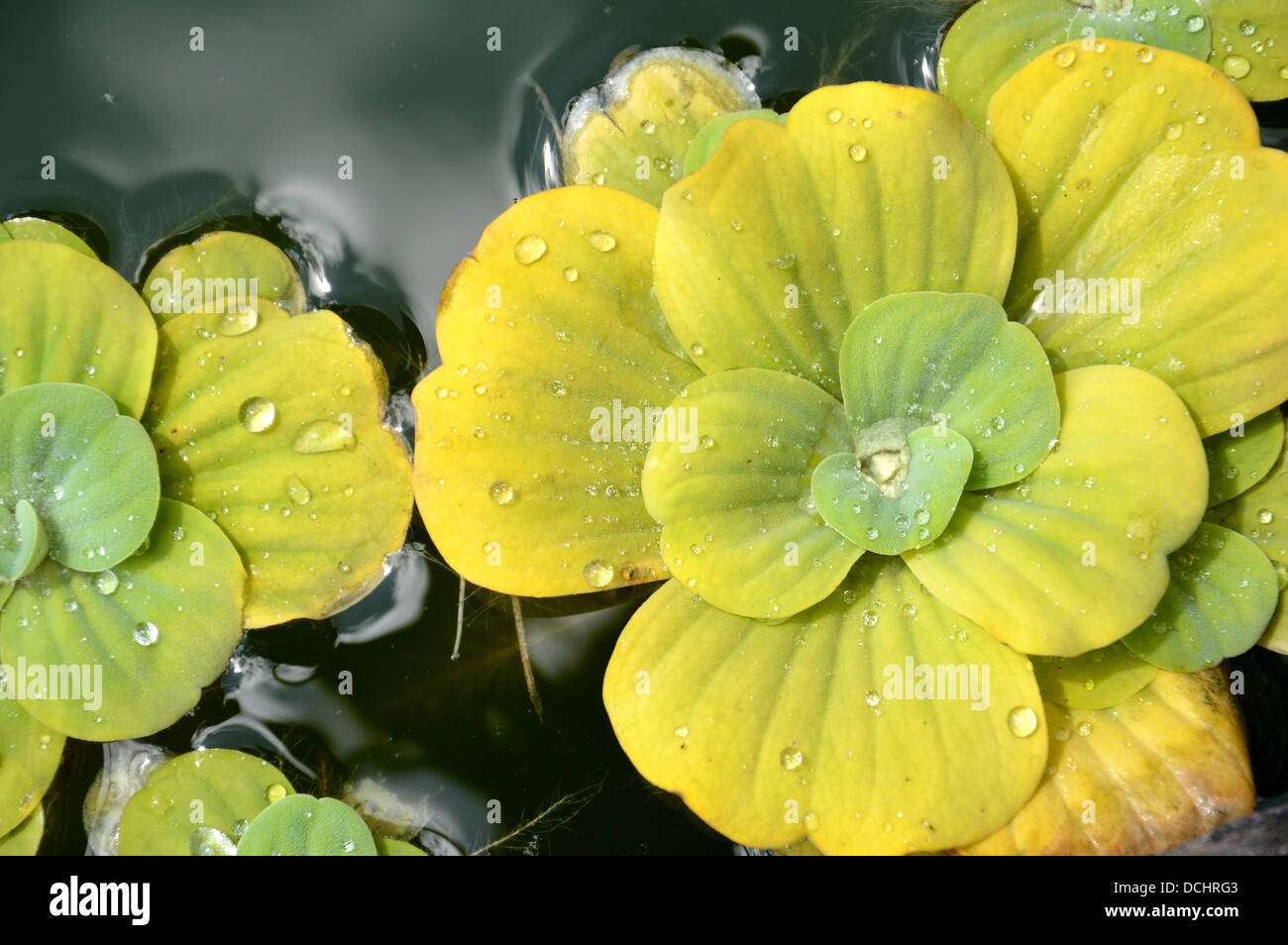 Floating plants in a pond Stock Photo Alamy