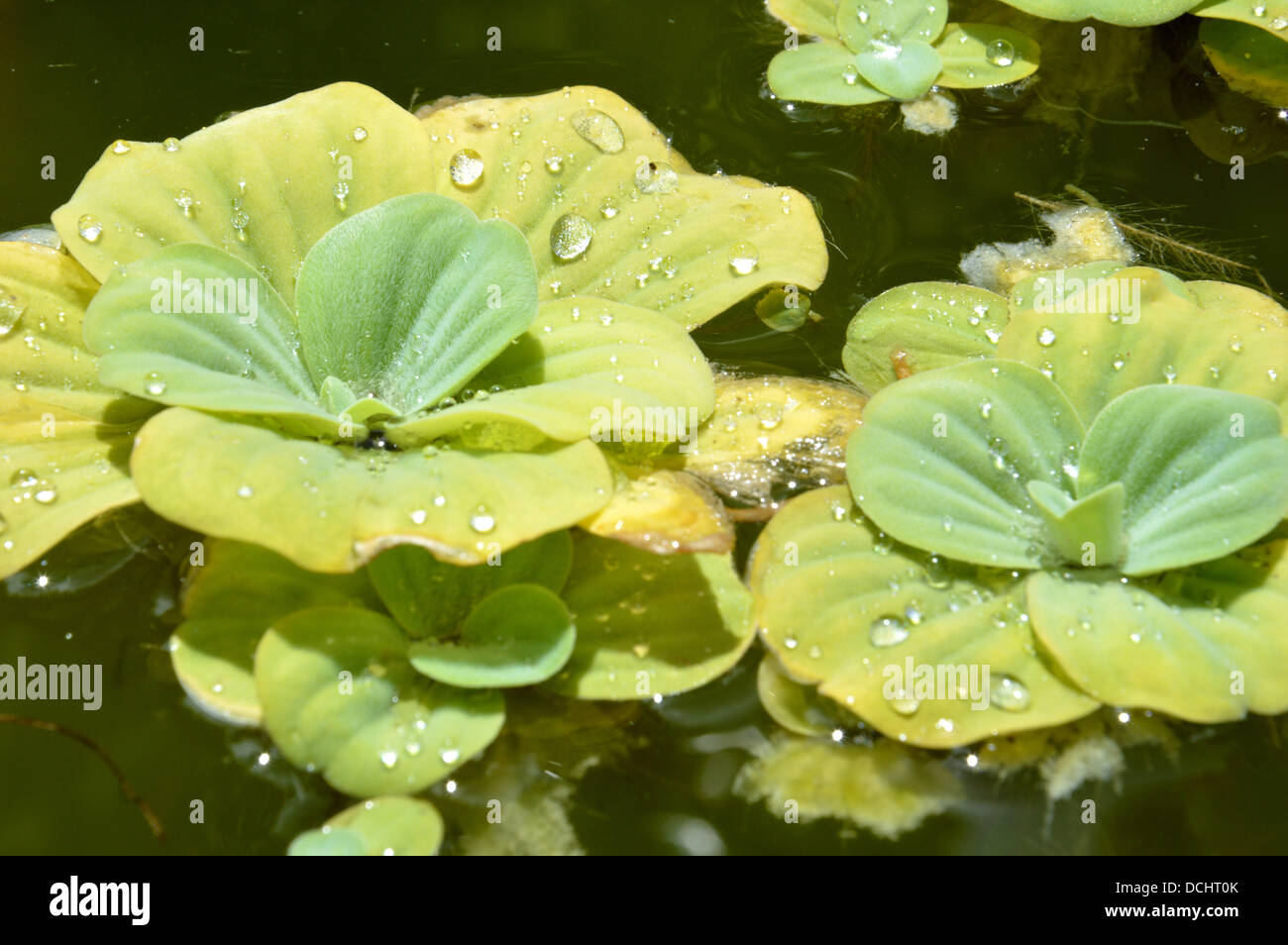 Floating plants in a pond Stock Photo Alamy