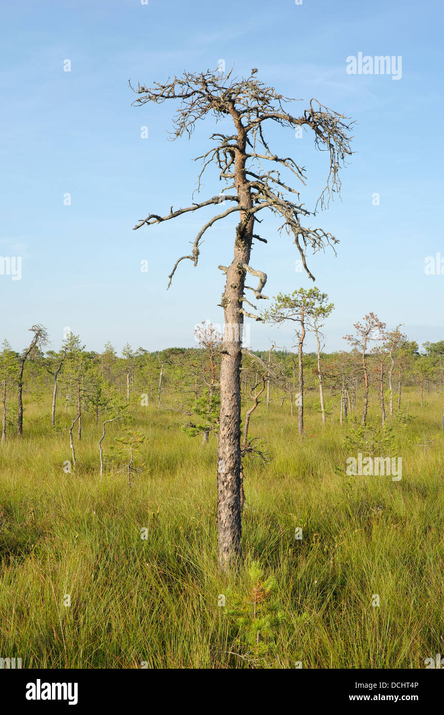 Dead Pine Seen From Nature Trail Of The Meenikunno Bog Stock Photo