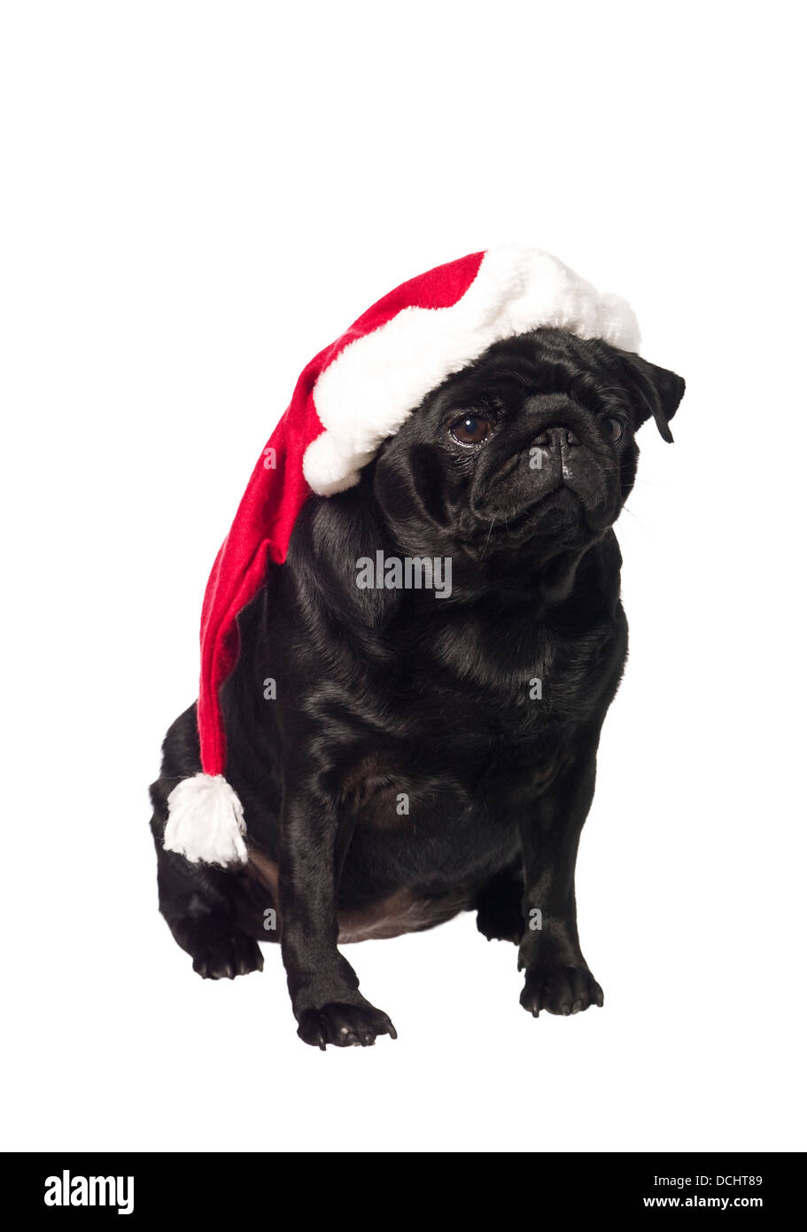 Black pug with a santa hat Stock Photo - Alamy