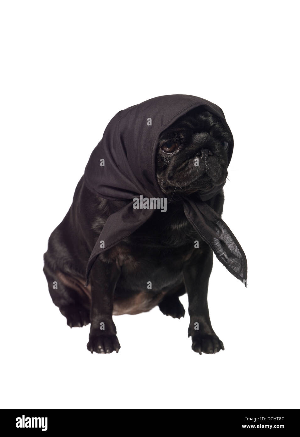 Pug with a scarf on the head Stock Photo Alamy