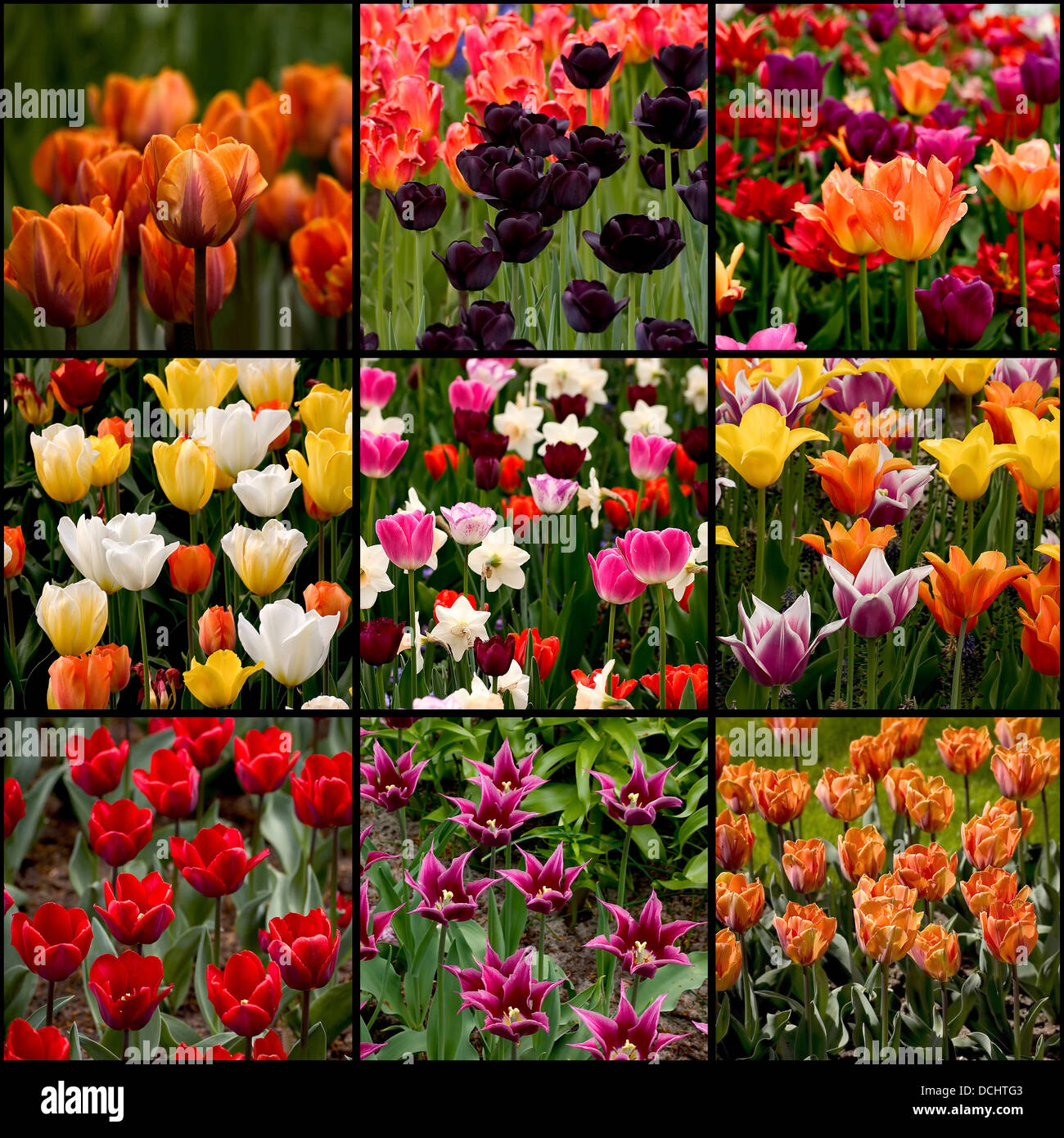 Collection of tulips photos Stock Photo - Alamy