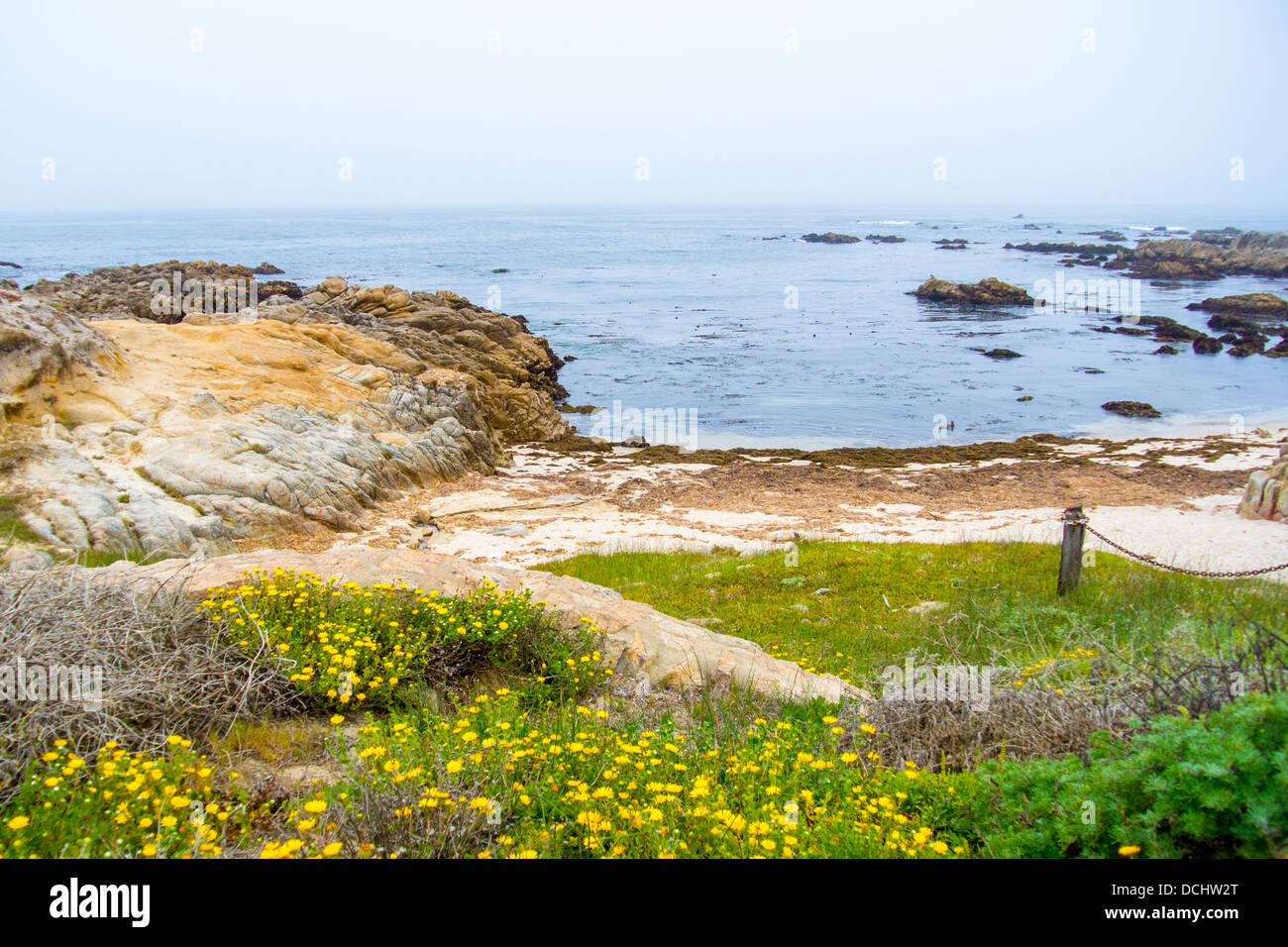 beach-vegetation-strand-and-trail-asilomar-state-beach-pacific-grove-monterey-peninsula