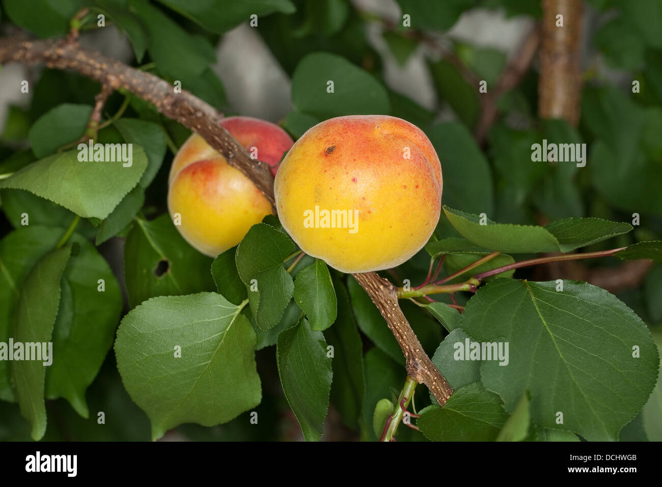 Apricot, Aprikose, Aprikosen, Marille, Marillen, fruit, fruit-bearing tree, fruit tree, Obst, Obstbaum, Prunus armeniaca Stock Photo