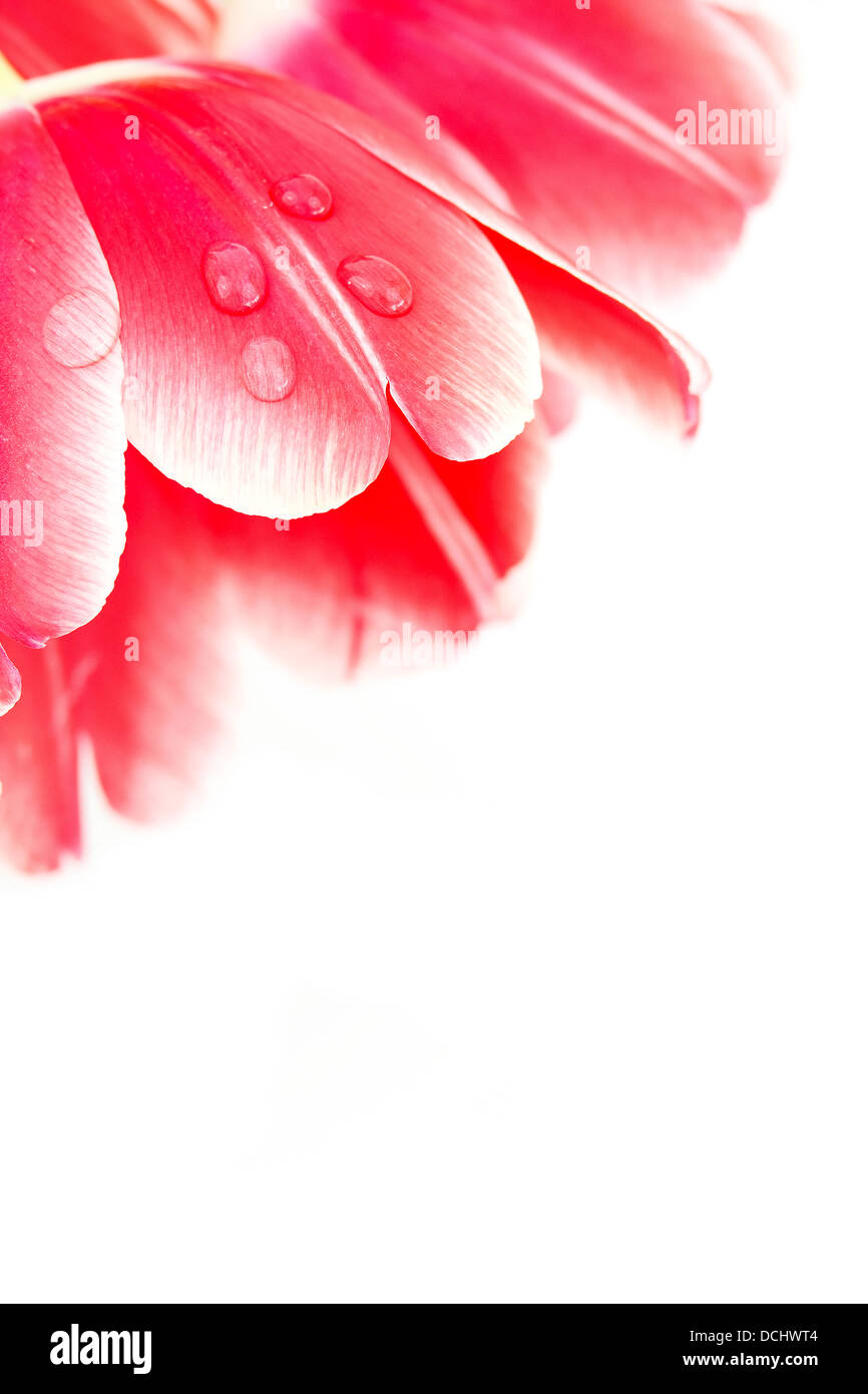 Closeup shot tulip stem hi-res stock photography and images - Alamy