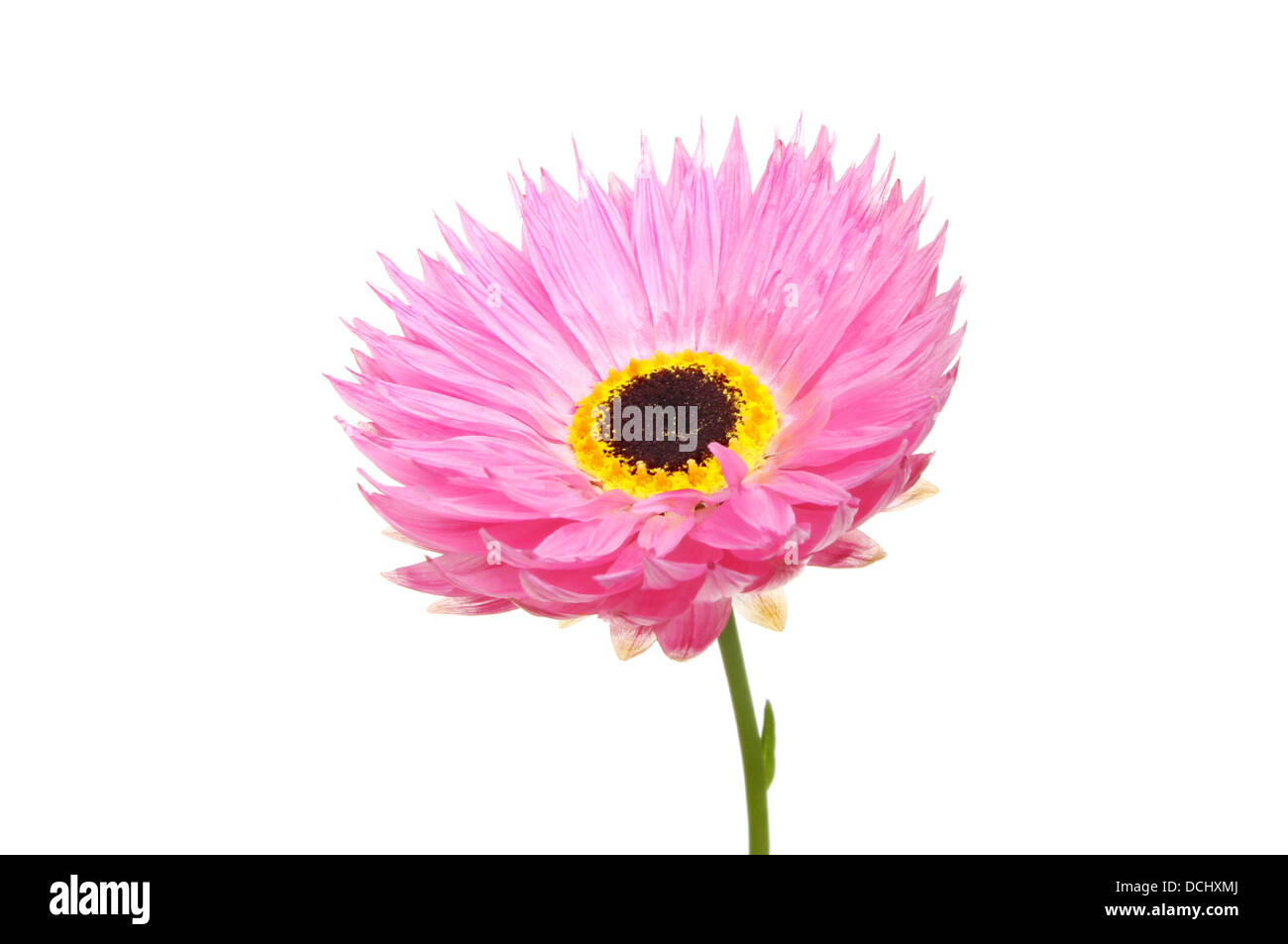 Bright pink and yellow daisy like flower isolated against white Stock Photo
