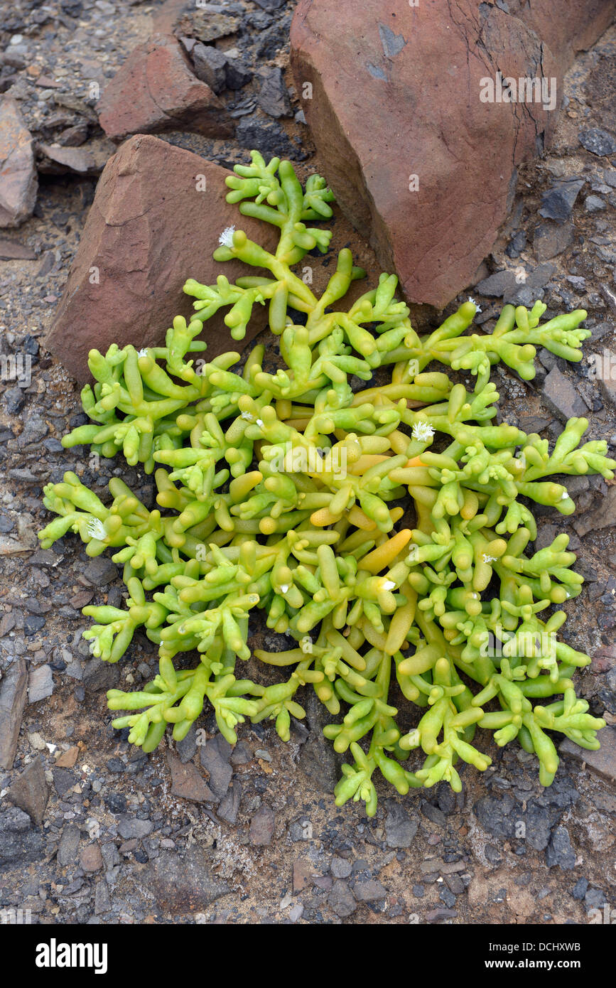 'babies toes' plant found on the island of St Helena in the south Atlantic ocean Stock Photo