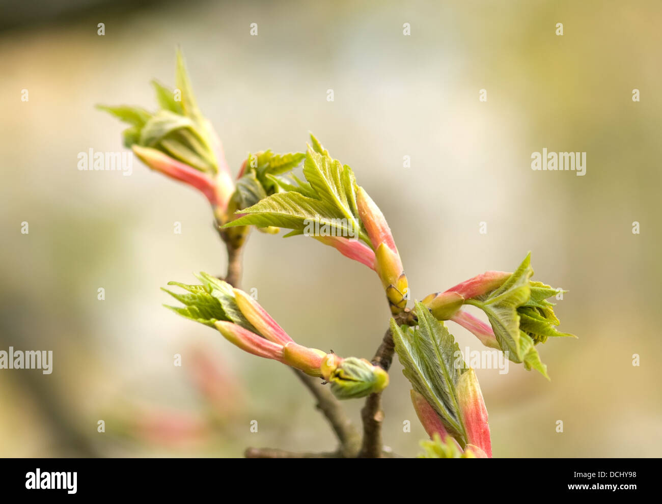 maple tree branch with spring buds and young leaves, macro Stock Photo