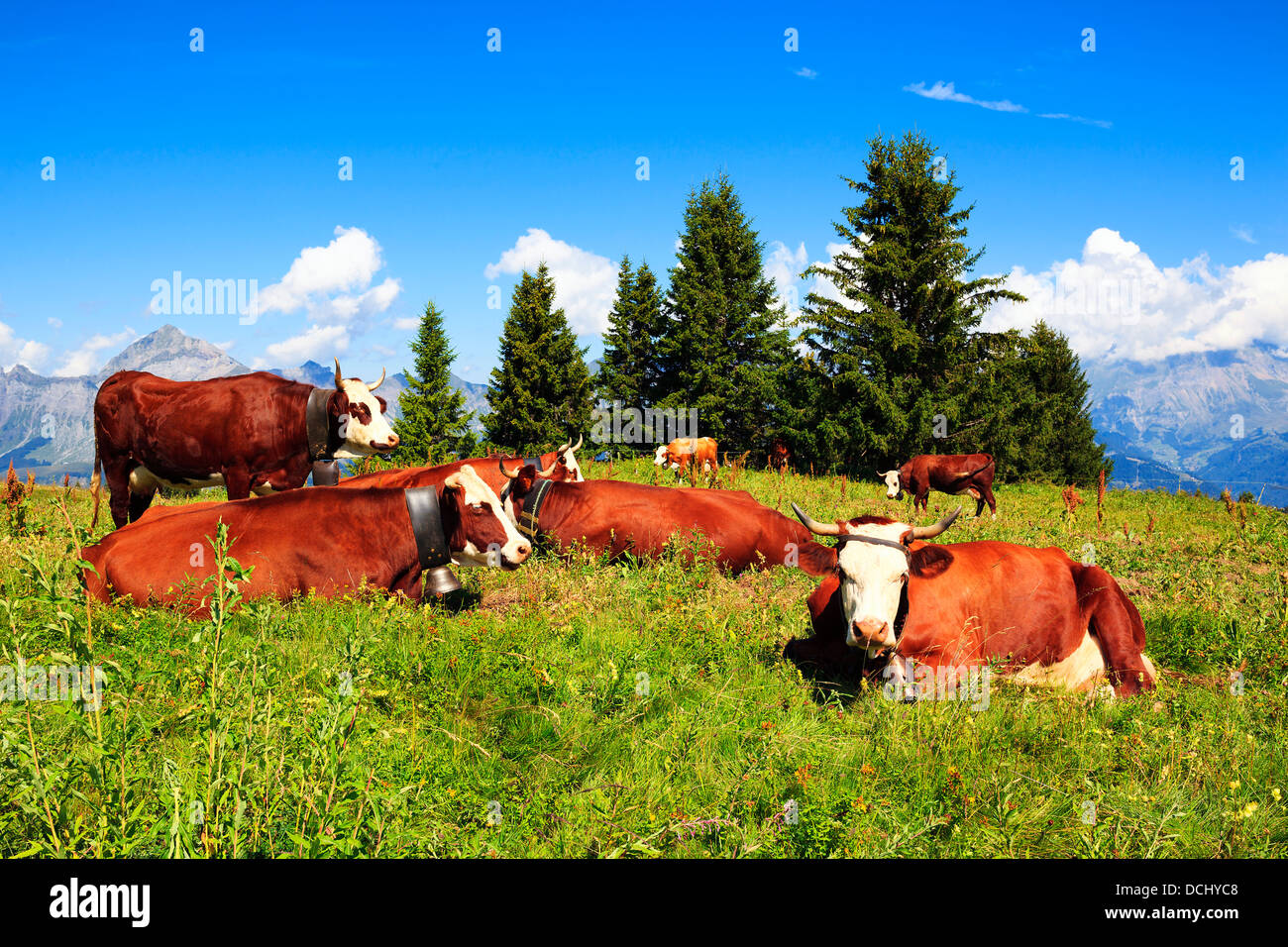 Brown milk cows in a meadow of grass and wildflowers with the Alps in ...