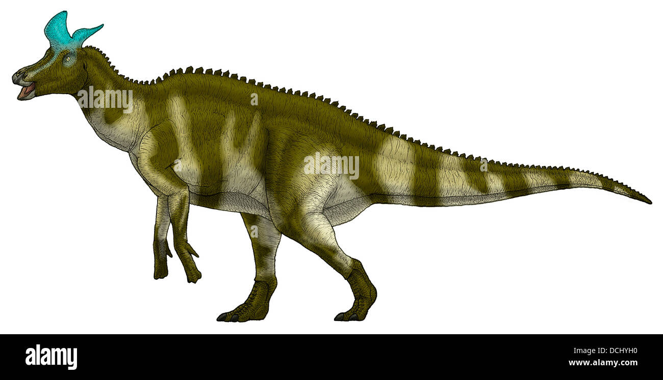 Lambeosaurus lambei, a hadrosaurid dinosaur from the Late Cretaceous