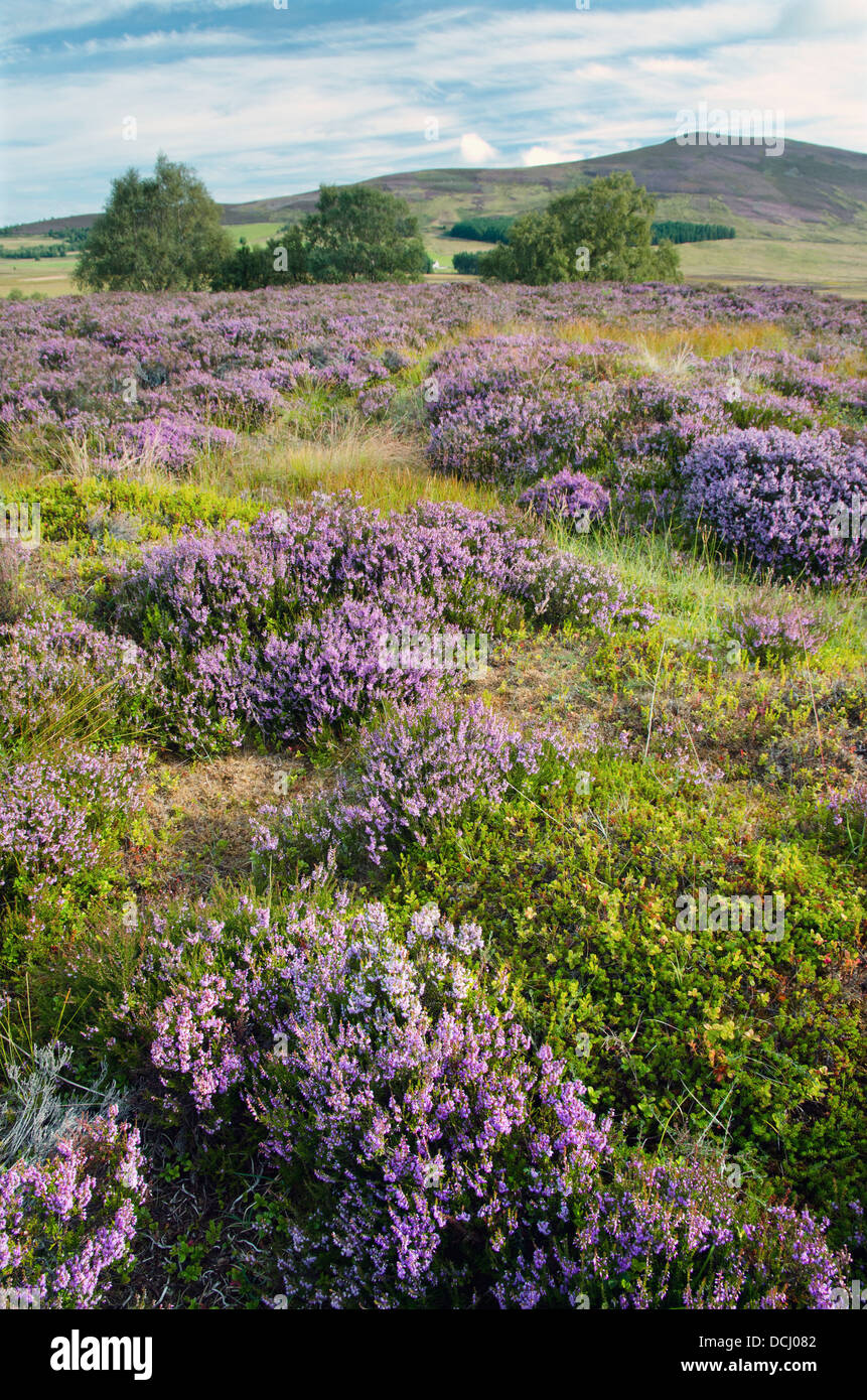 heather,ling,calluna vulgaris,cromdale hills,cairngorms national park,highlands,scotland Stock Photo
