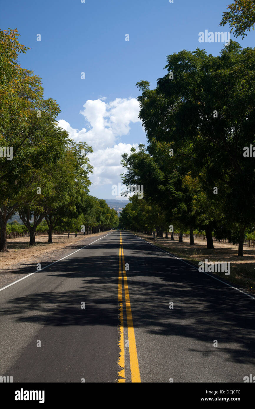 Tree Lined Road in Napa Valley Stock Photo
