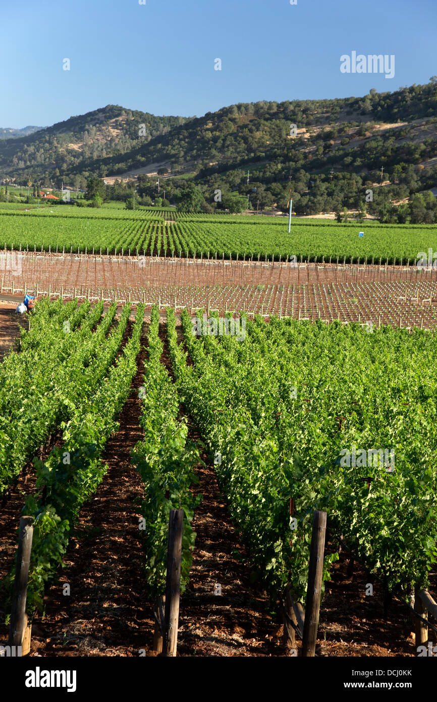 Napa Valley Vineyard Views Stock Photo Alamy