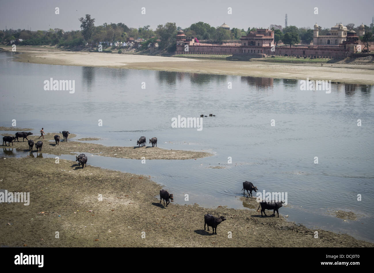 Itimad-ud-Daulah ( Baby Taj ) and sacred cows beside the Yamuna River, Agra, India Stock Photo