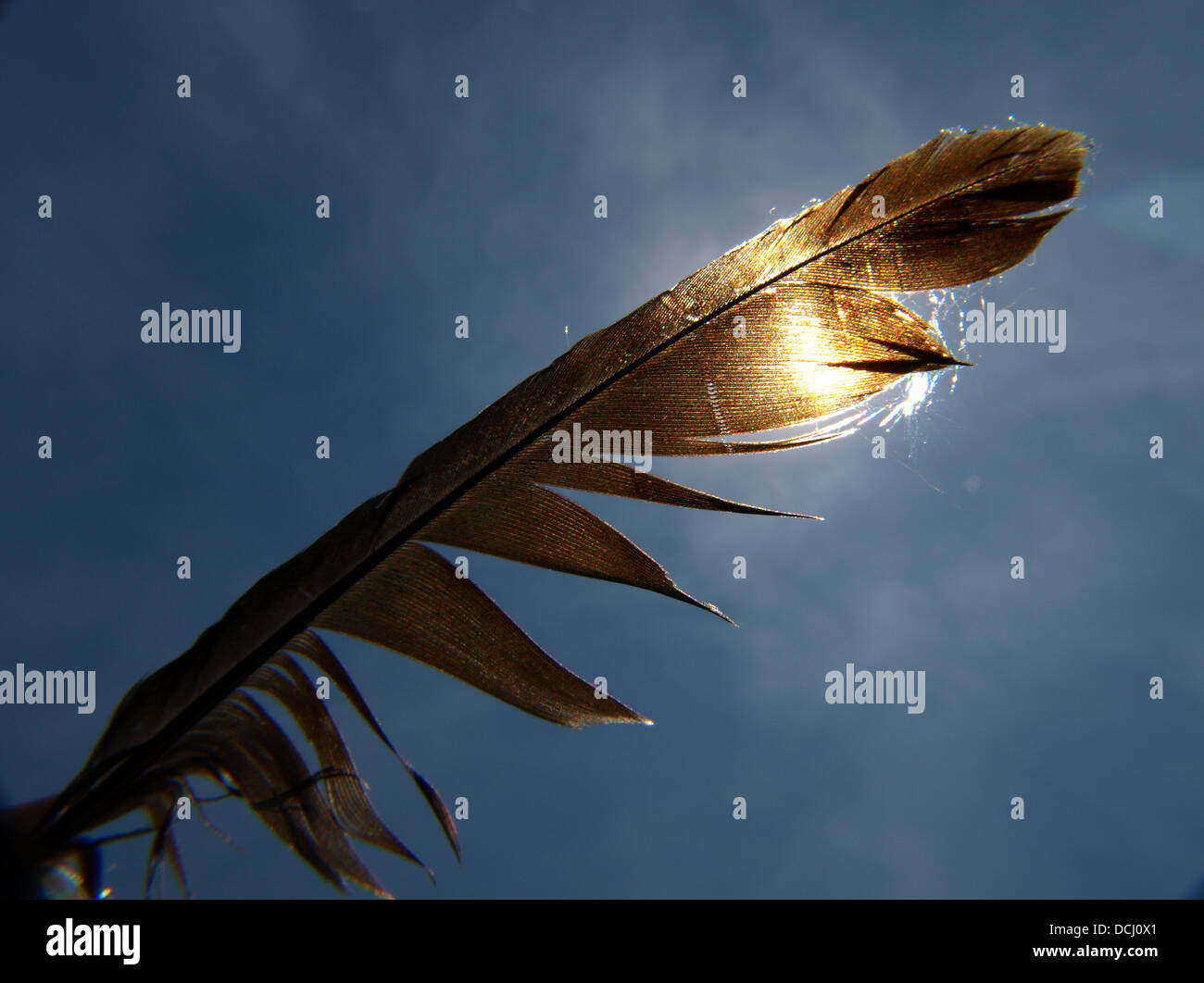 Magpie feather Stock Photo