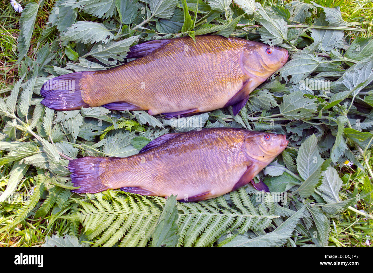 two fresh big tench after summer fishing on nettle grass Stock Photo