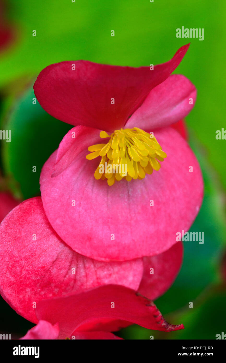 Close-up of a begonia flower. Stock Photo