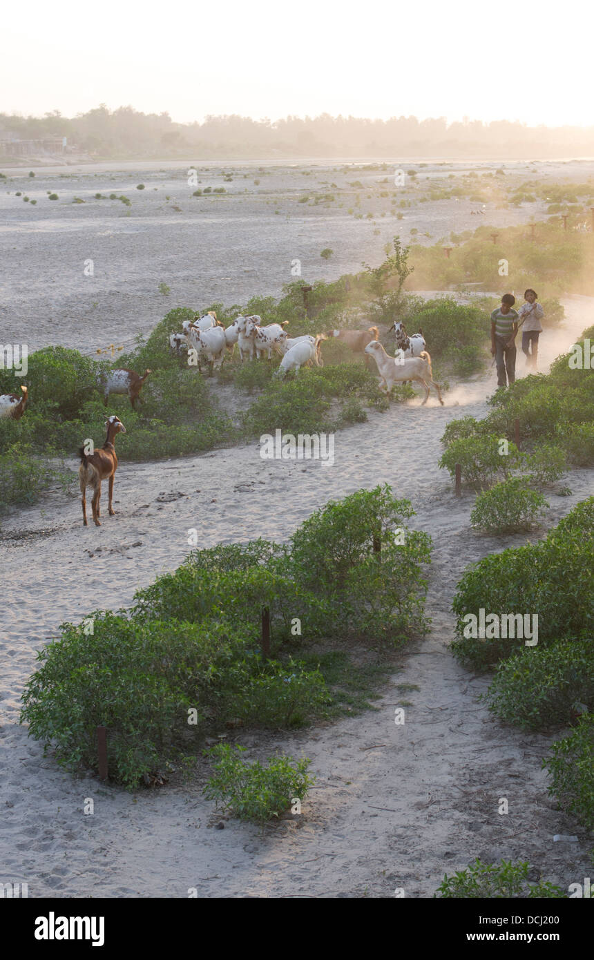 Young goat herders on the banks of the Yamuna River at dusk / twilight. Agra, India Stock Photo