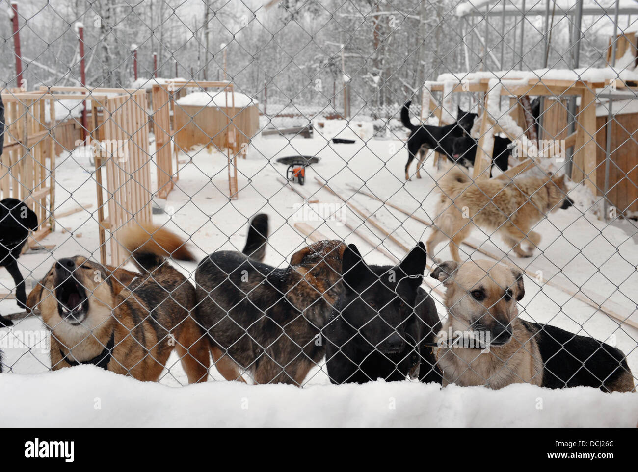 Shelter for stray dogs Stock Photo Alamy