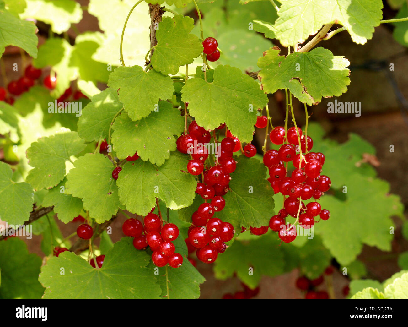 Redcurrant (or Red Currant) Fruit, Ribes rubrum, Grossulariaceae Stock Photo