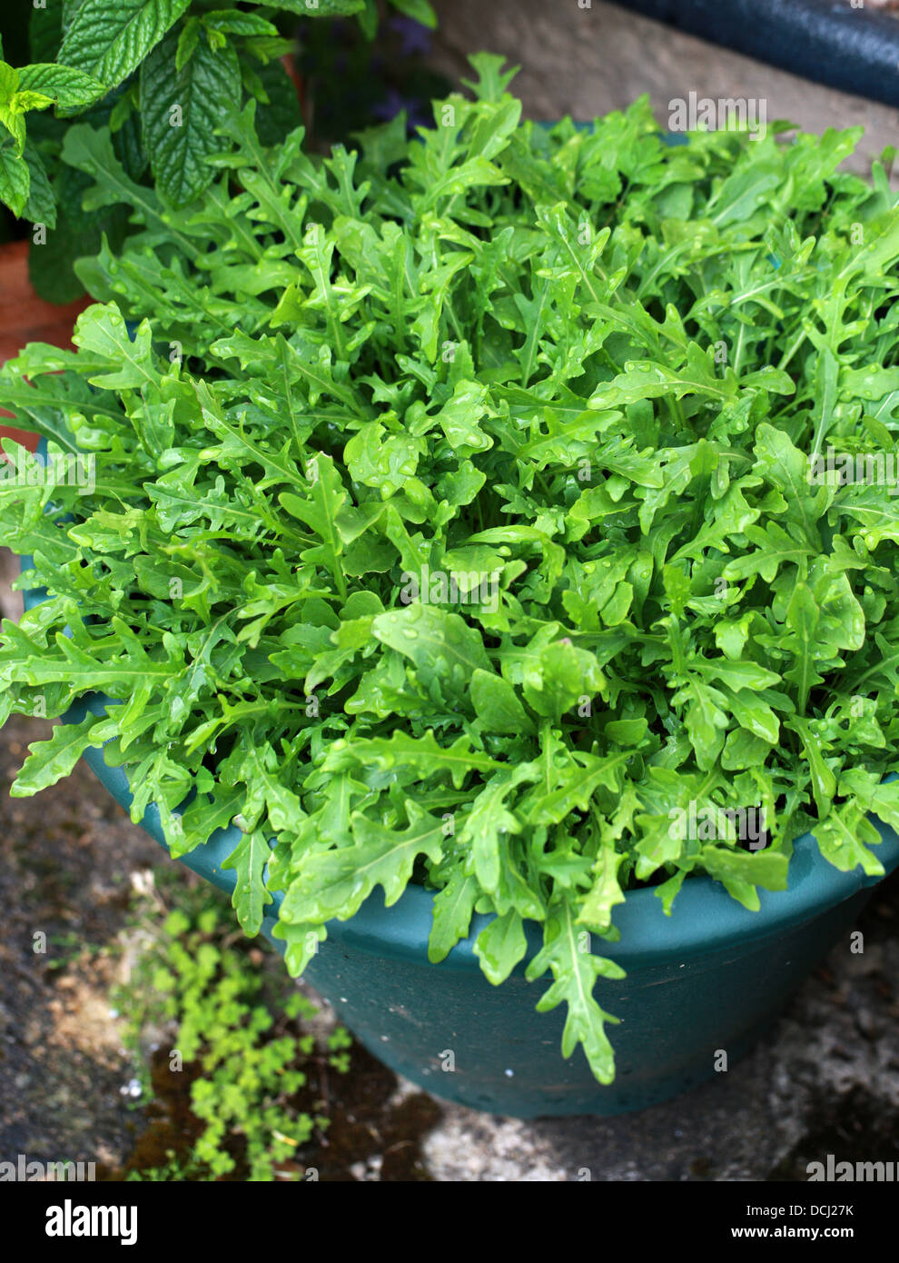 Young Shoots of Wild Rocket Growing in a Garden Tub. Aka. Perennial Wall Rocket, Sand Rocket, Lincoln's Weed, White Rocket. Stock Photo