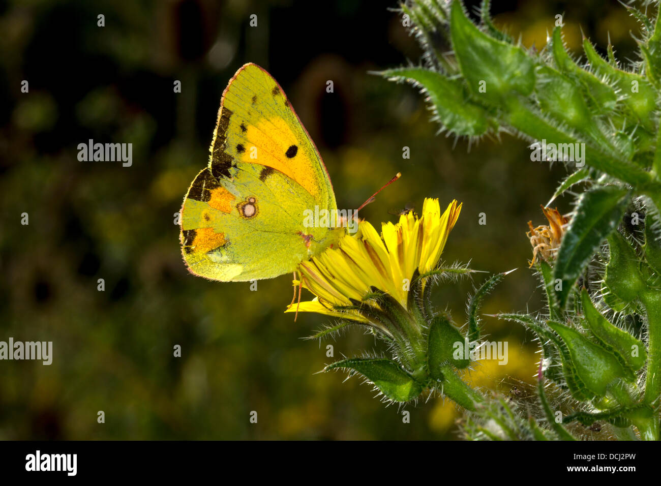 summer-leys-nature-reserve-northamptonshire-uk-19th-aug-2013-a