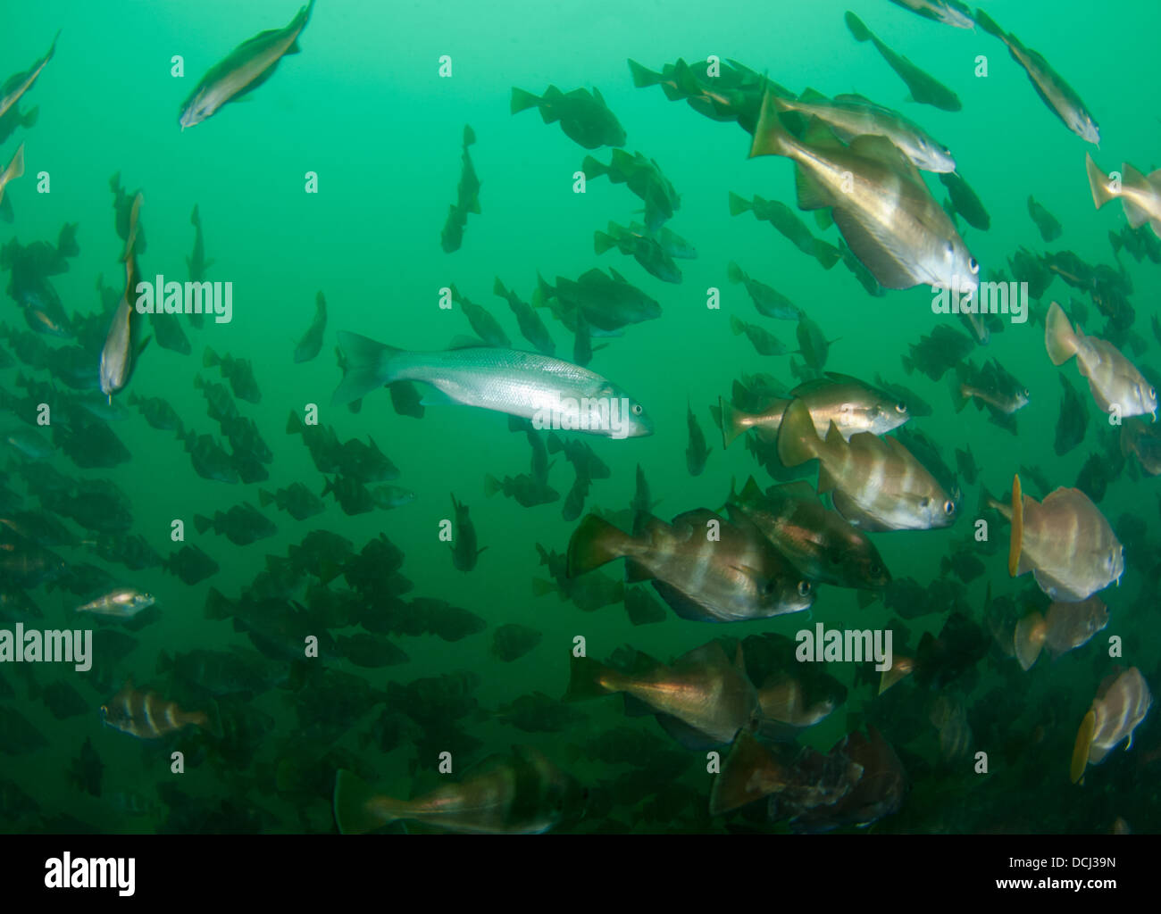 Fish school, shoal of bib with Bass, Stock Photo