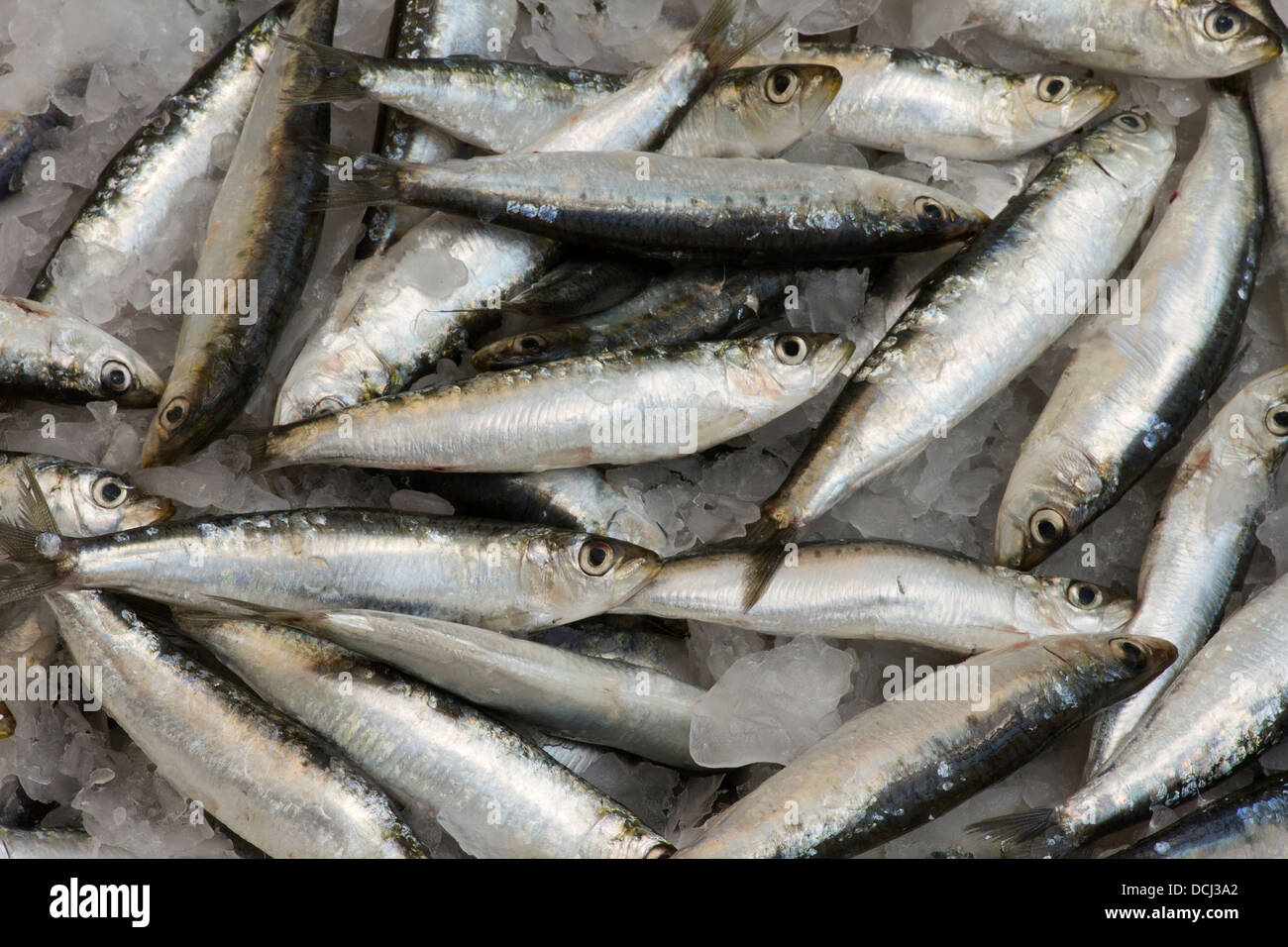 Mackerel and sardines hires stock photography and images Alamy