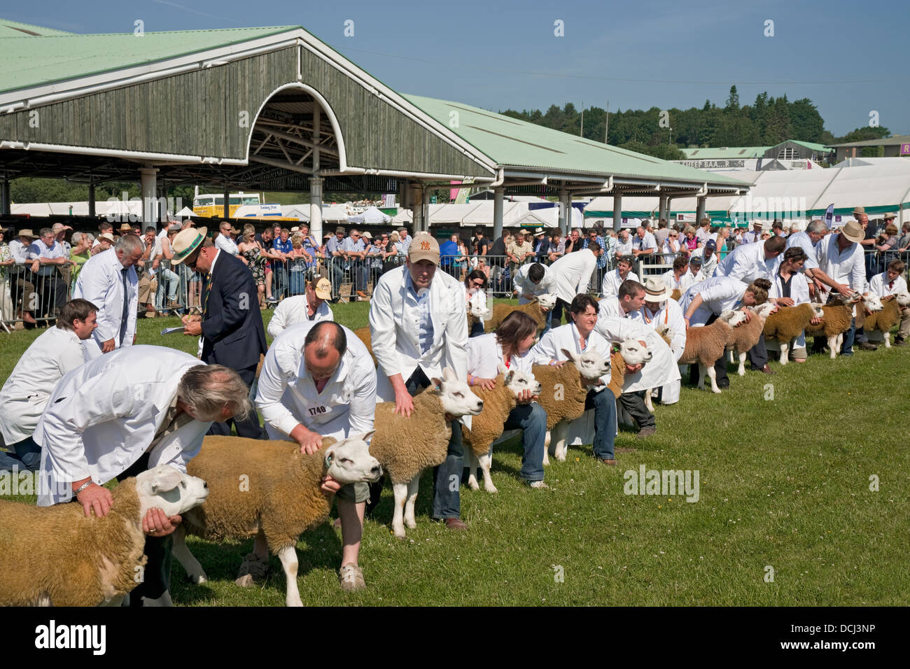 Farmers showing Texel Sheep at the Great Yorkshire Show in summer