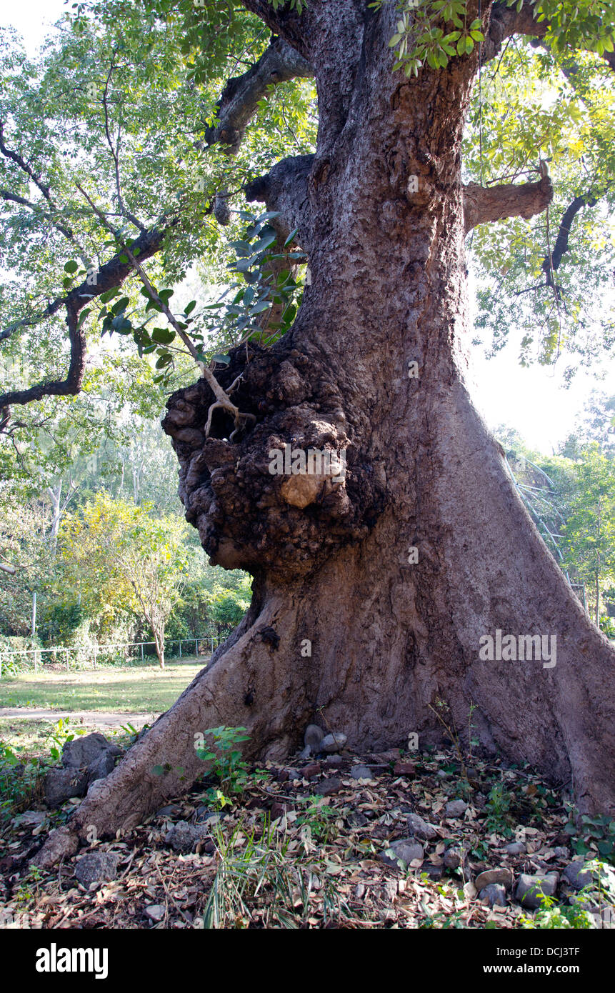 big and old tree in India, Punjab,Amritsar park Stock Photo