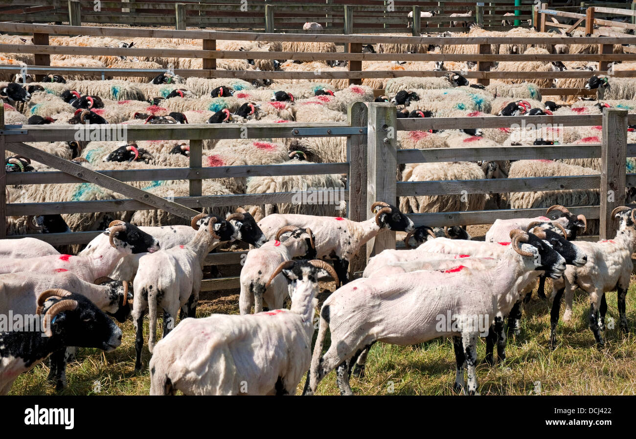 Sheep in pens before and after shearing Great Yorkshire Showground in summer Harrogate North Yorkshire England UK United Kingdom GB Great Britain Stock Photo