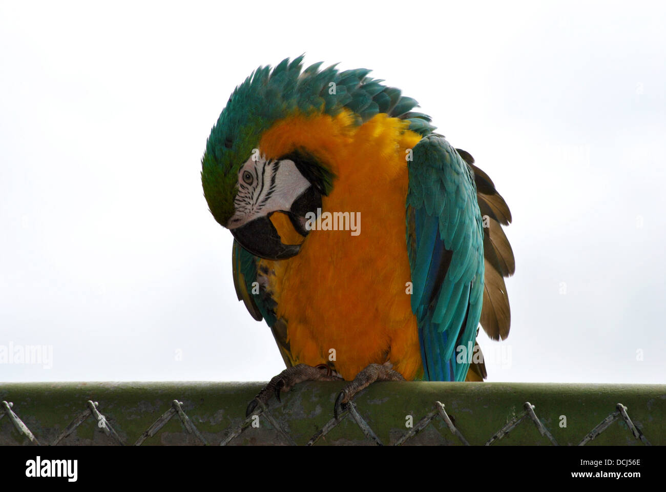 Bright Colored Parrot Sitting on a Fence Stock Photo