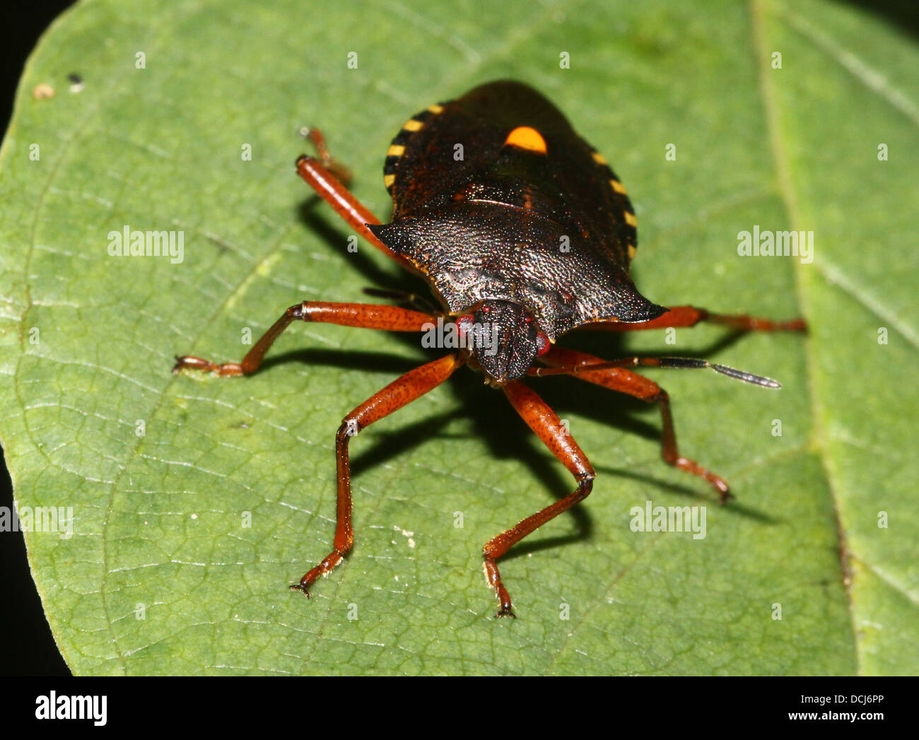 Close up of the forest bug (Pentatoma rufipes) Stock Photo