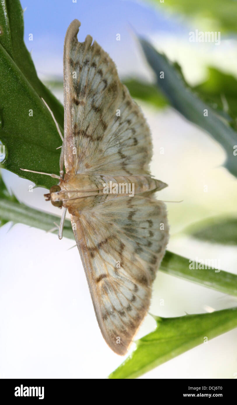 Close-up of the Mother of Pearl Moth (Pleuroptya ruralis) Stock Photo
