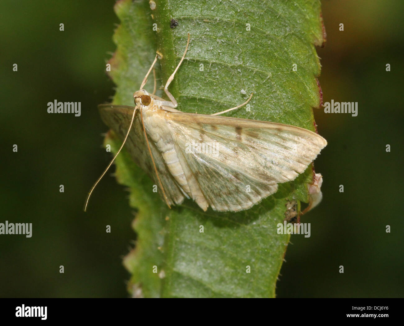 Close-up of the Mother of Pearl Moth (Pleuroptya ruralis) Stock Photo