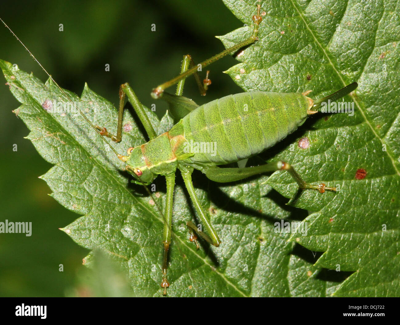 Closeup of a female Speckled bushcricket (Leptophyes punctatissima