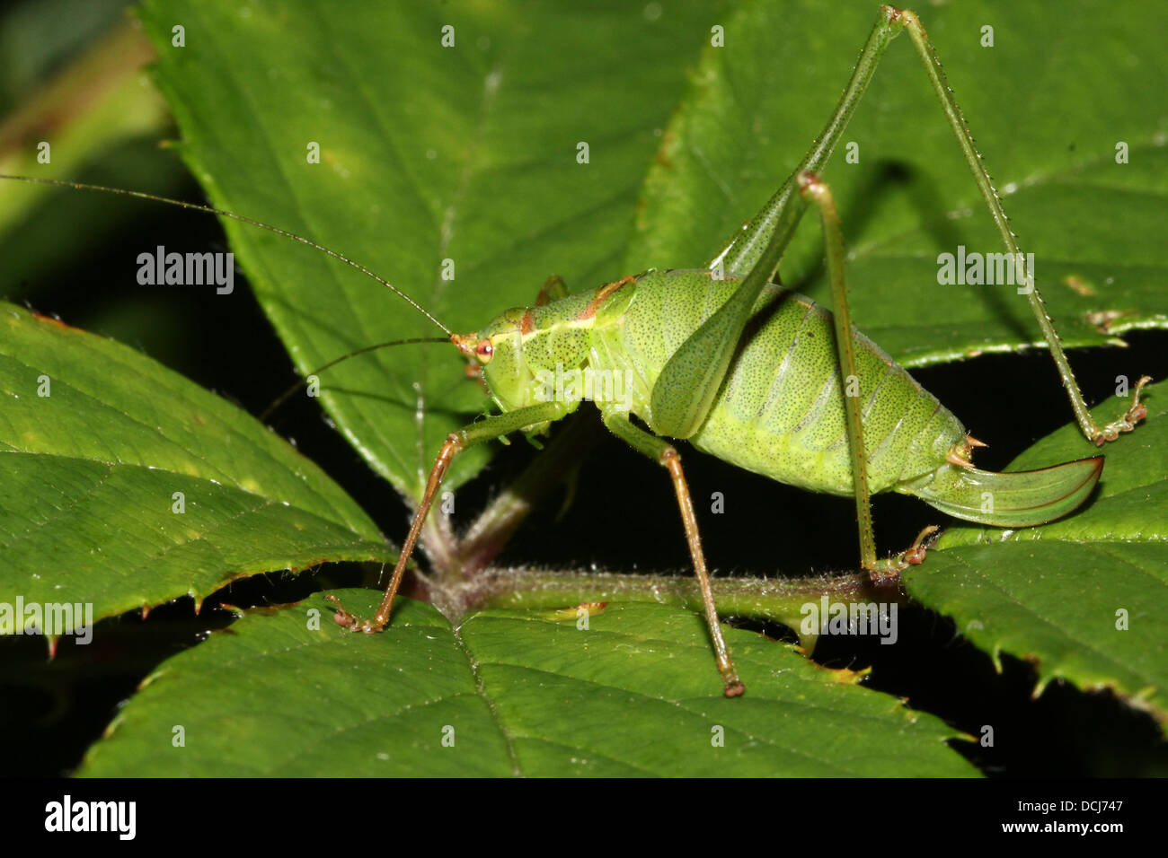 Closeup of a female Speckled bushcricket (Leptophyes punctatissima