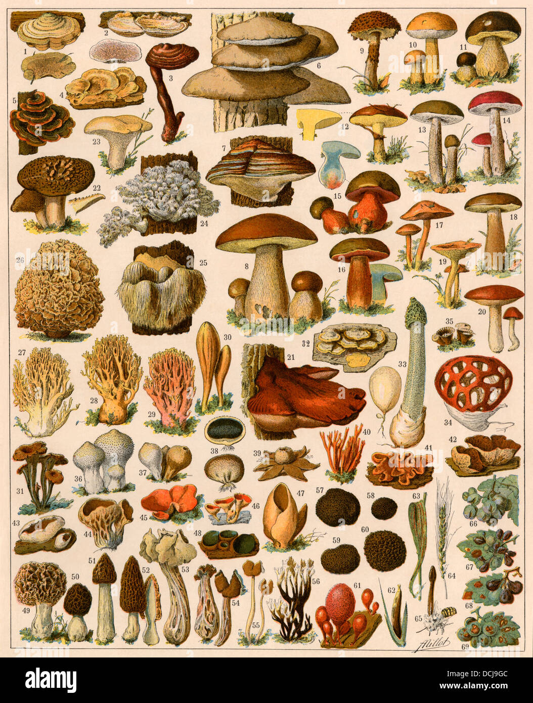 Mushrooms and other fungi. Color lithograph Stock Photo Alamy