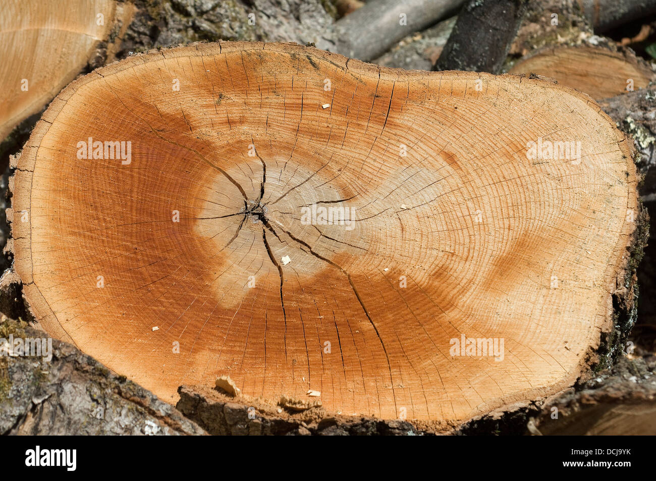 Maple tree cross-section showing its tree rings. Digital photograph Stock Photo