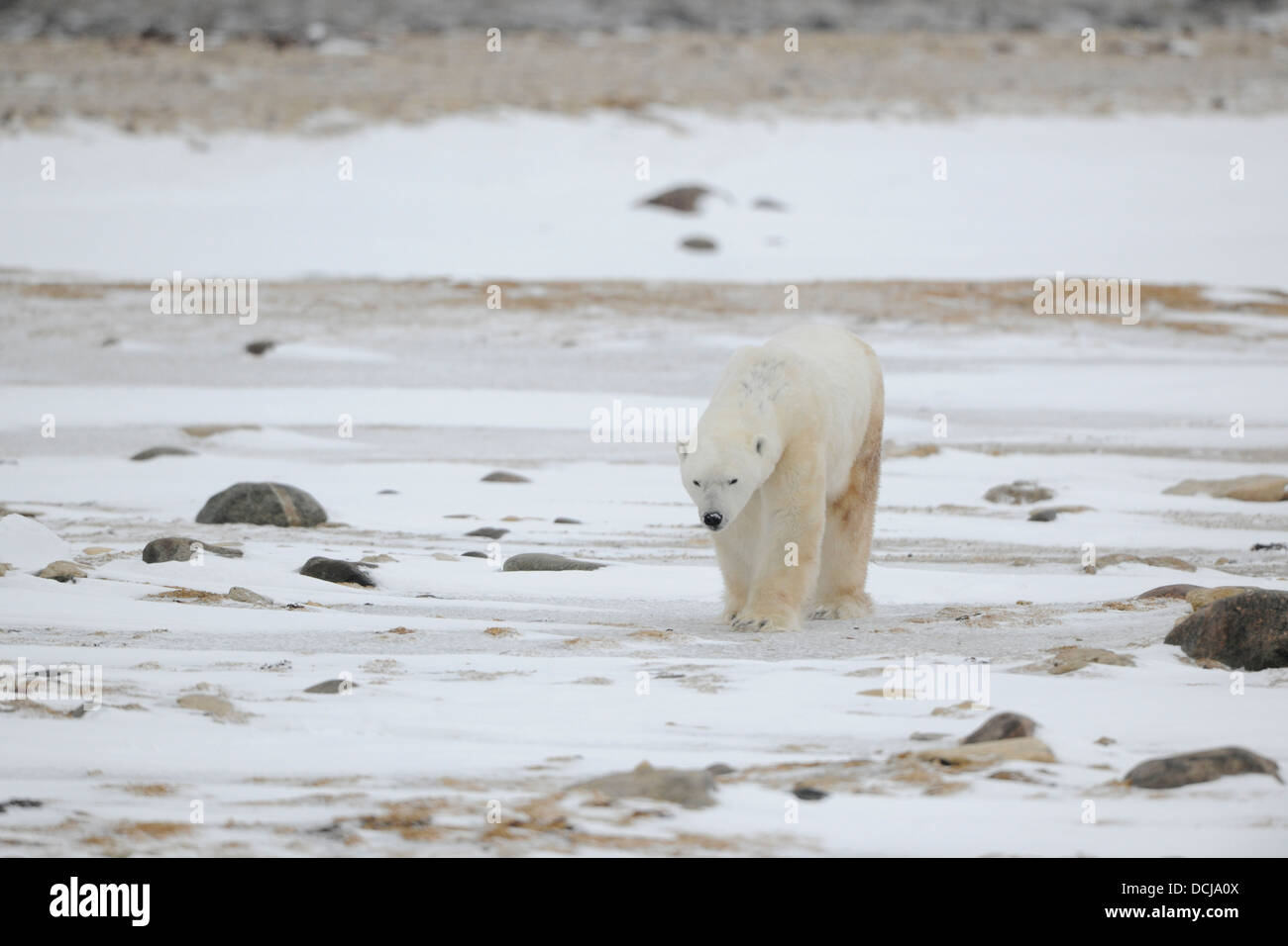 Portrait of walking polar bear. Stock Photo