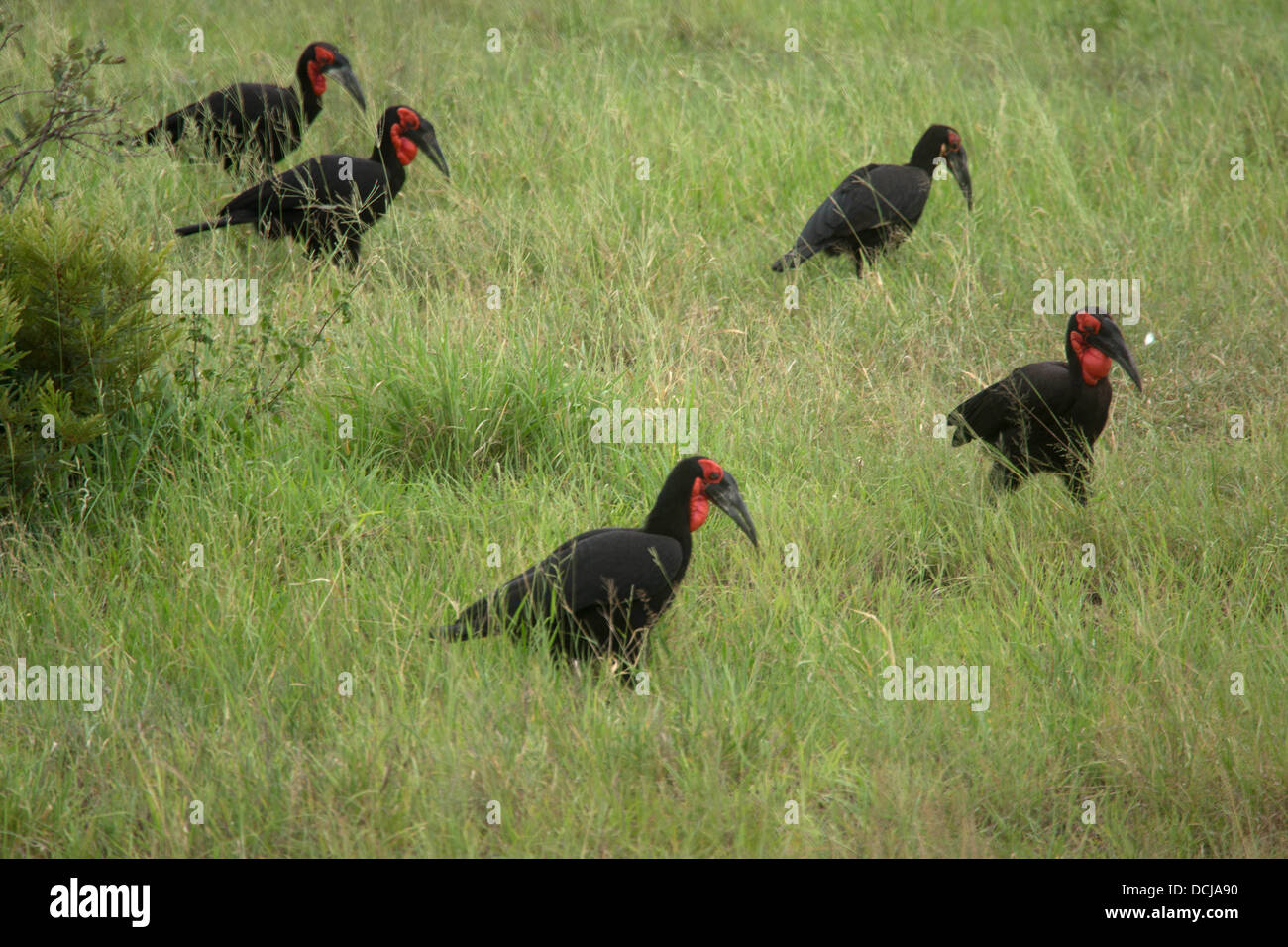 A family of Ground Hornbills searching for food Stock Photo