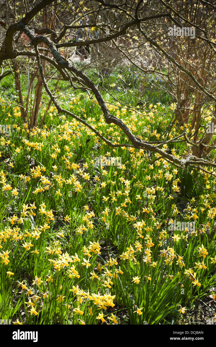 Narcissus 'Jumblie' along one of the wooded walks at RHS Wisley in March. This plant has the RHS Award of Garden Merit (AGM) Stock Photo