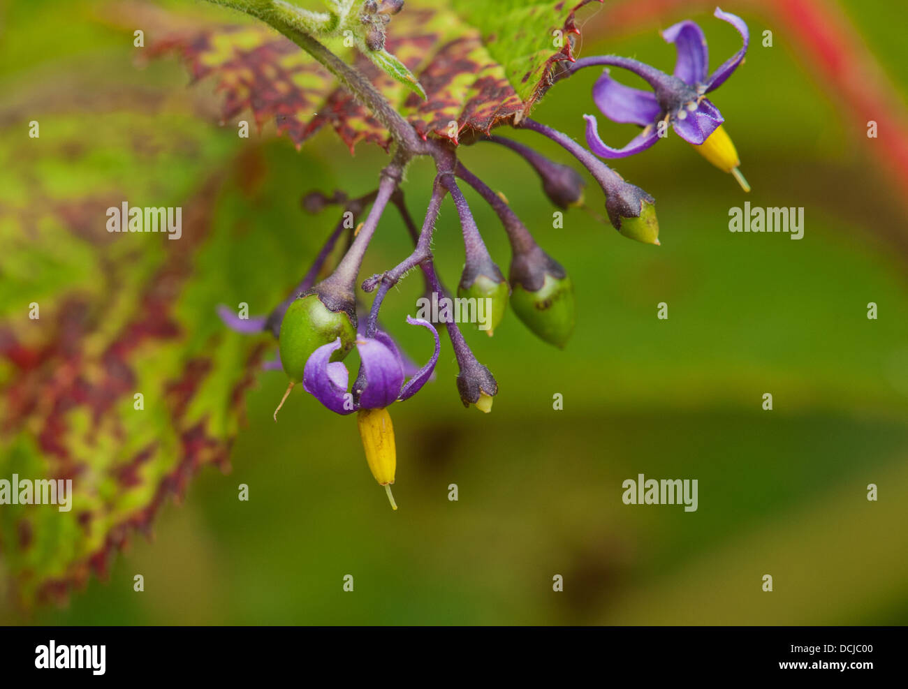 Woody nightshade hires stock photography and images Alamy